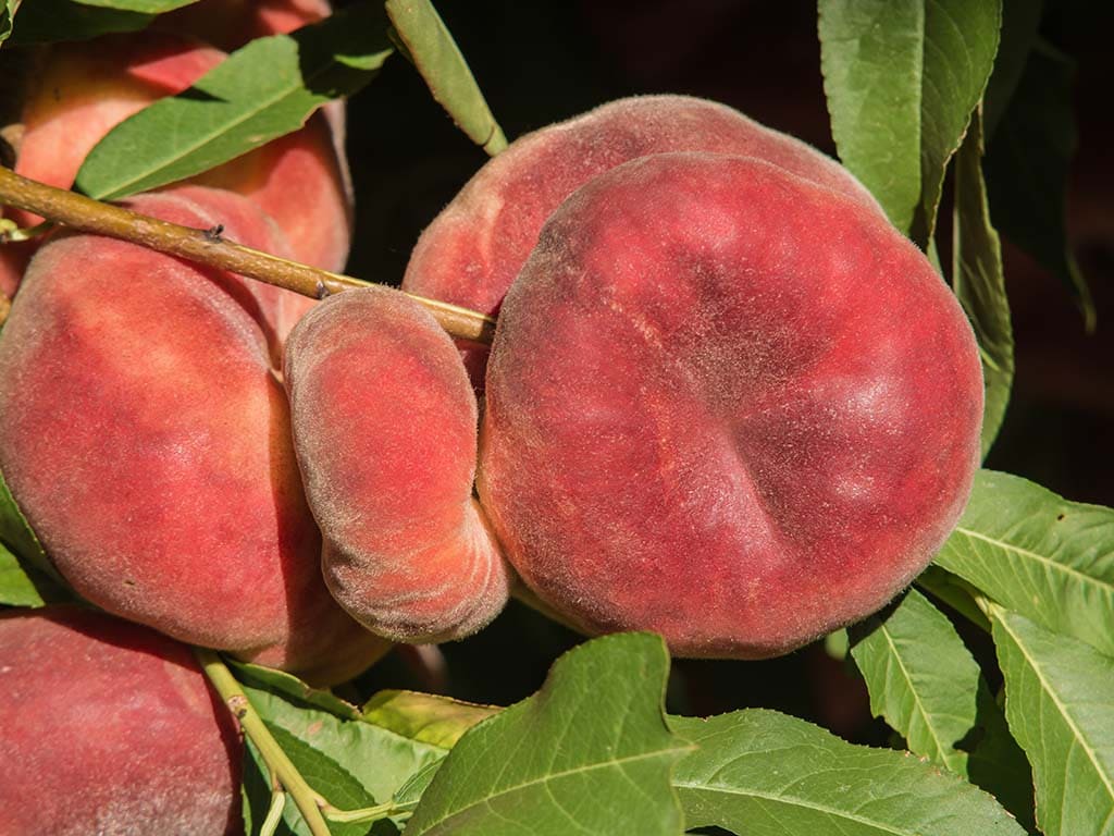 Peach