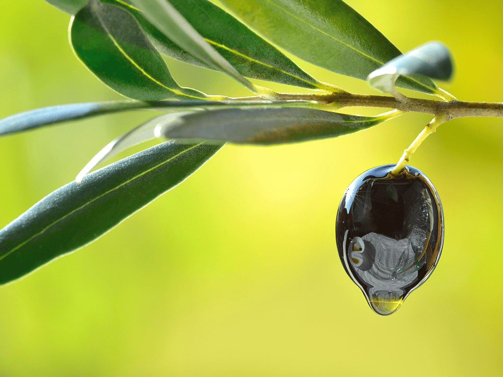 Olive Oil