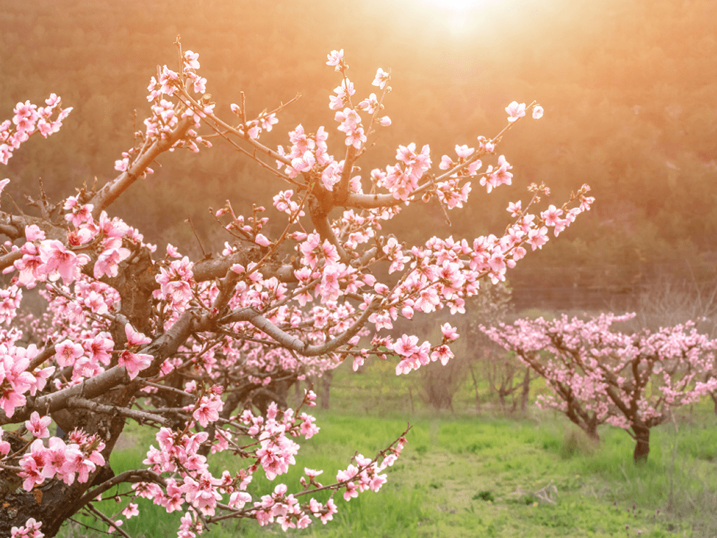 Nectarine