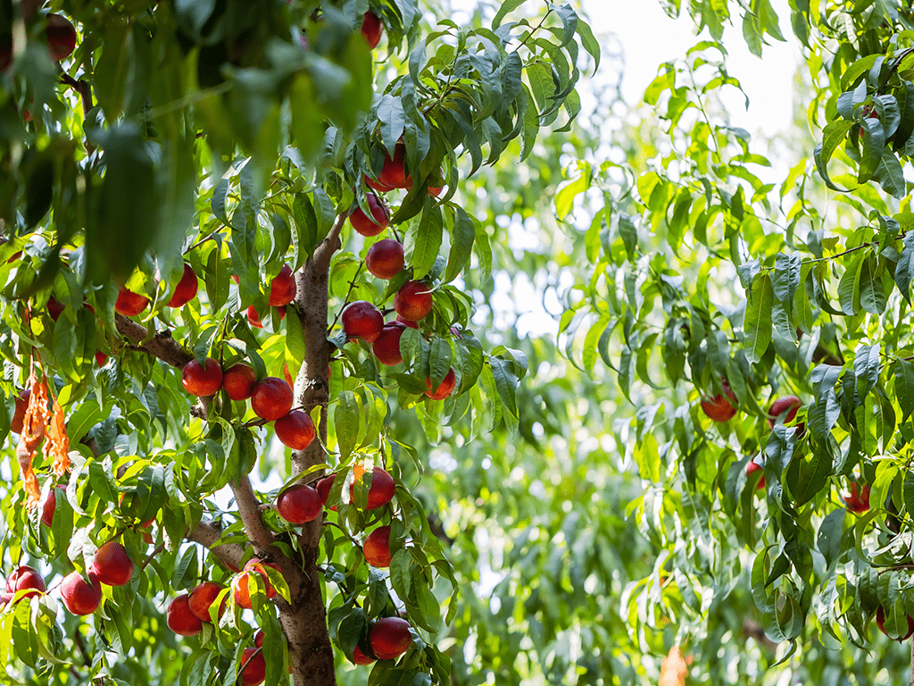Nectarine